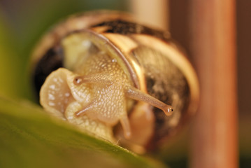 escargot