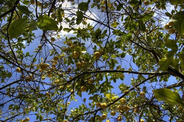 Albero di limoni