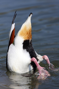 canard