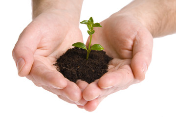 Green plant in hands isolated on white