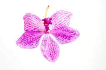 Blüte