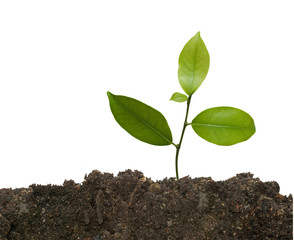 Tree in soil