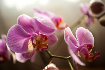Naklejka na ściany i meble orchidée