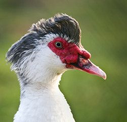 Muscovy Duck