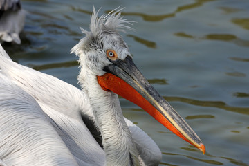 pélican frisé,pelecanus crispus