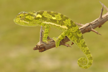 grünes Chamäleon auf Akazienzweig in Tarnfarbe