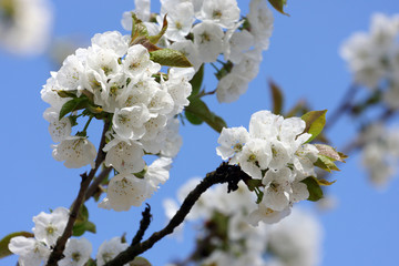 fleurs de cerisier