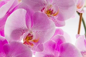 Deurstickers Orchidee © VRD