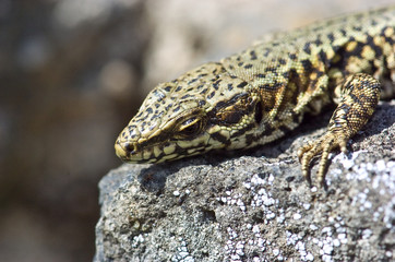 lézard