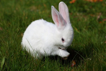 jeune lapin blanc qui se lèche les pattes