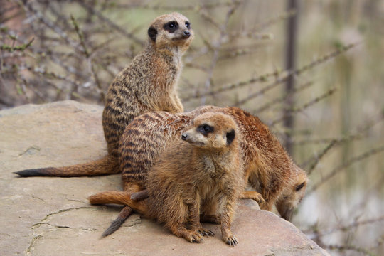Erdm&auml;nnchen