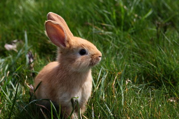 jeune lapin marron assis dans l'herbe