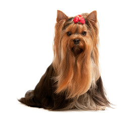 Portrait of a charming yorkshire terrier on the white