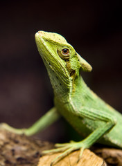 a green shimmering saurian in front of a dark background