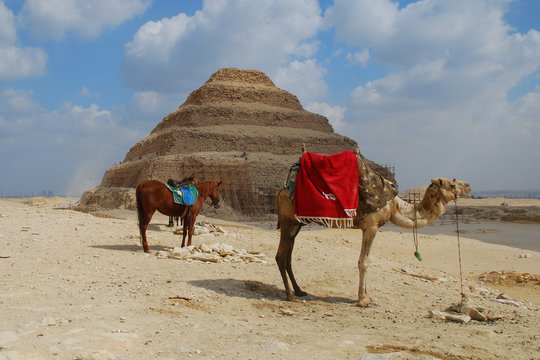 Kamele vor der Stufenpyramide