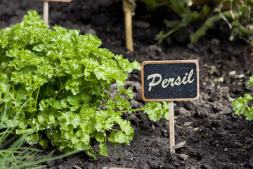 Herbe aromatique Persil