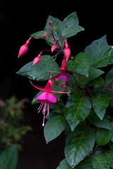 Pink Fuchsia
