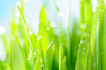fresh wet grass in sun rays, closeup
