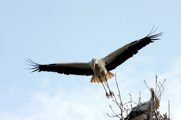 cigogne blanche,ciconia ciconia
