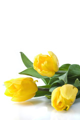 three yellow tulips on white