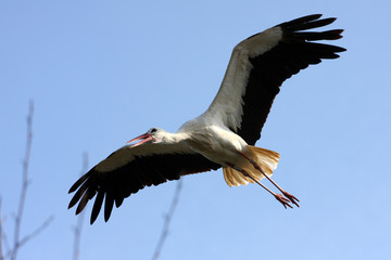 cigogne blanche, ciconia ciconia
