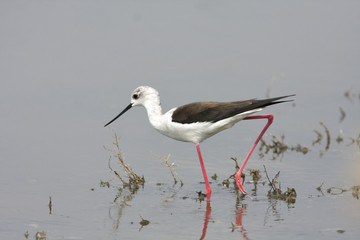 water bird - black winged stilt (himantopus himantopus)
