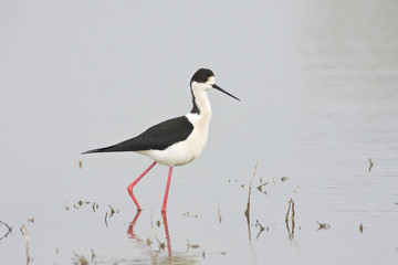 water bird - black winged stilt (himantopus himantopus)