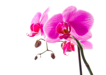 Obraz premium Orchidee