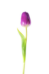 violet tulip