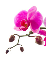Fototapeta na wymiar Orchidee