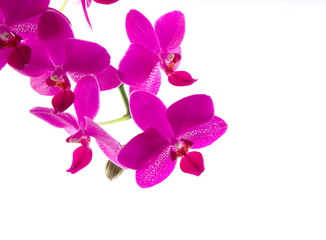 Orchidee