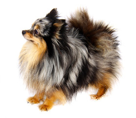 Obraz premium Chihuahua dog on white background