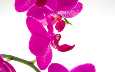 Obraz premium Orchidee