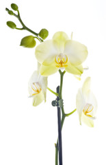 White Orchid Isolated on White