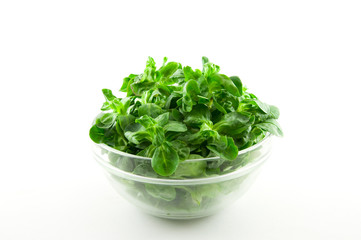Fototapeta premium Feldsalat