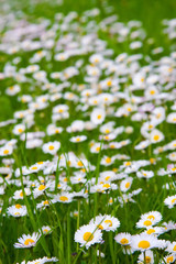 stokrotki w trawie © Rafał Rębacz