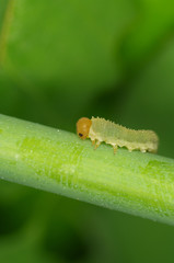 Cimbicid Sawfly nb.1