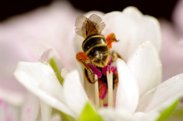 Bussy bee