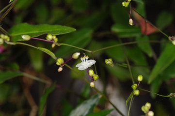 Little white flower nb. 3