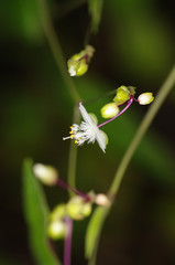 Little white flower nb. 6