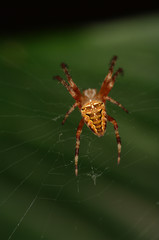 Comon garden spider nb. 1