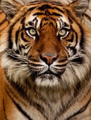 Obraz premium Tiger portrait