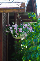 Fototapeta na wymiar Hanging garden flowers