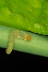 Cimbicid Sawfly nb.4