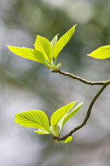 エゴノキの新緑