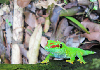 Madagascar day gecko