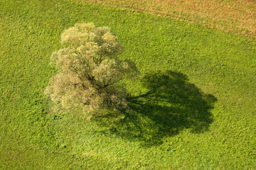 Tree from above
