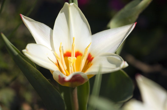 Blooming single tulip flower