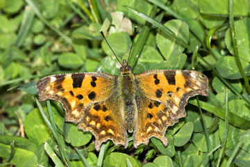 Polygonia c-album