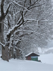 Trees and hut in the snow